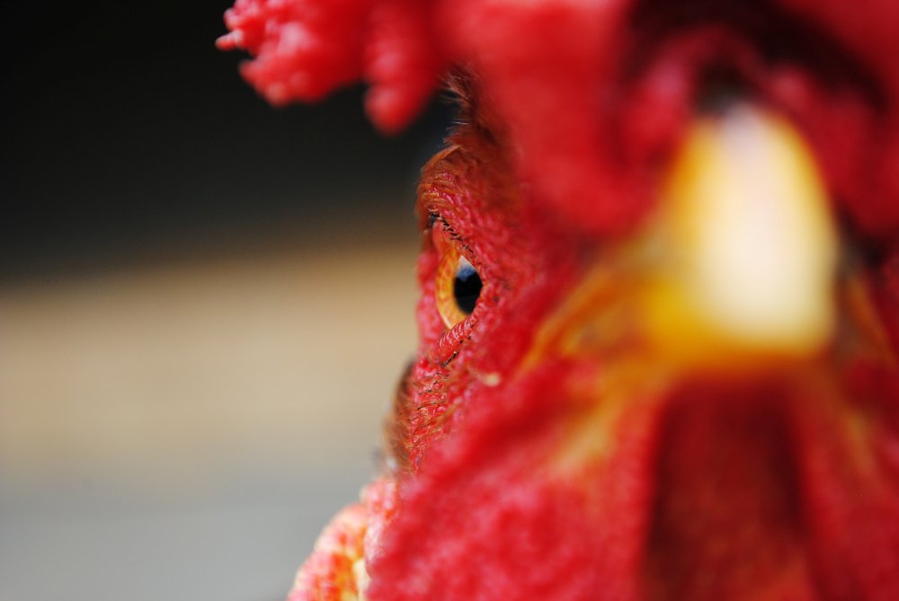 Penyakit Ayam Sabung yang Berbahaya dan Harus Diwaspadai