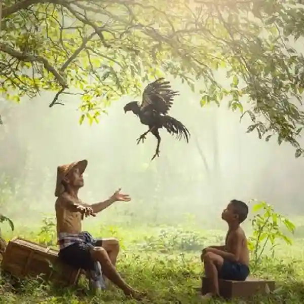 Tajen Online Apk | Download & Instalasi Mudah